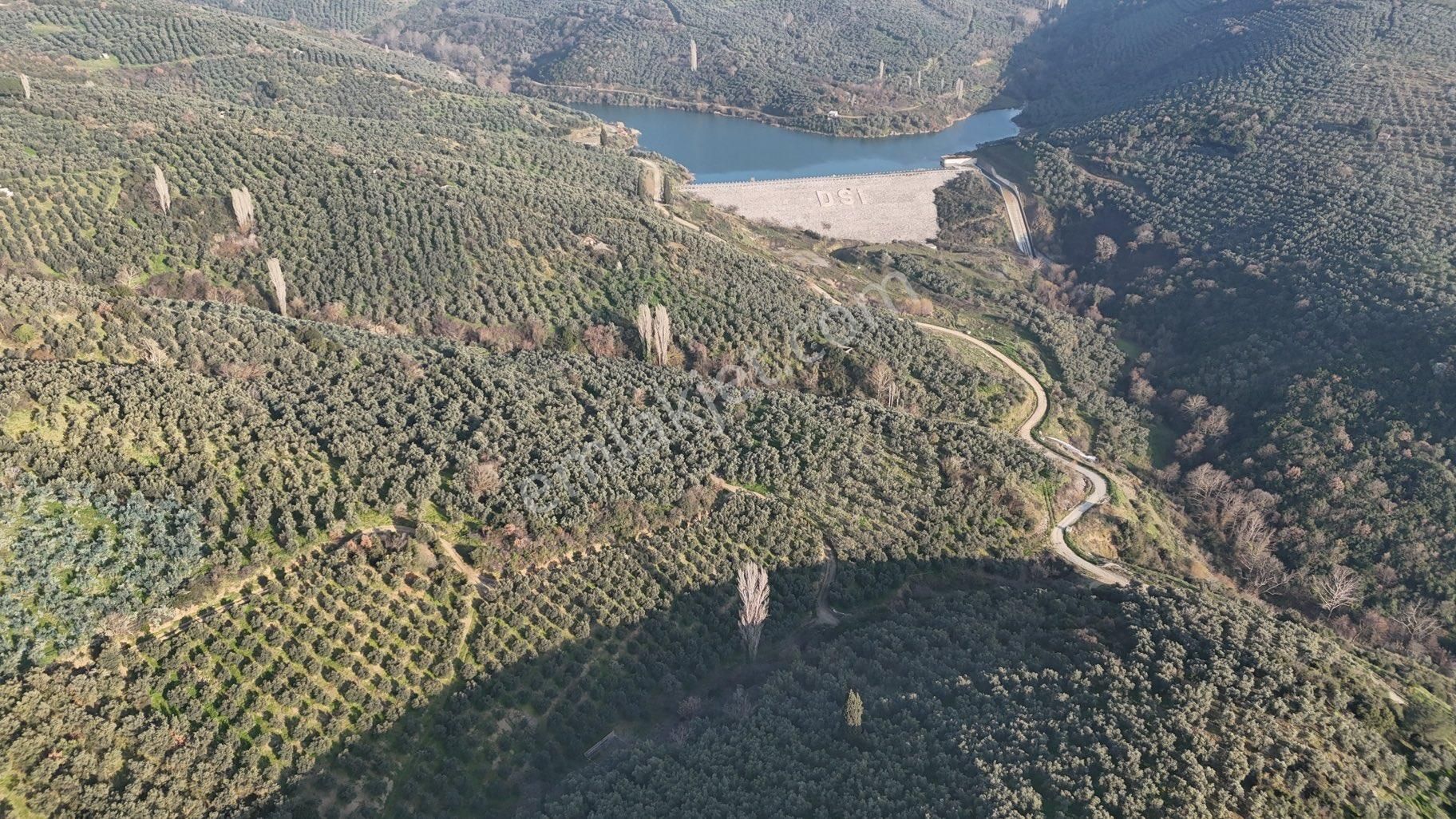 Kumla Konak Emlak”tan Satılık Gölet Manzaralı Zeytinlik - Görsel 13