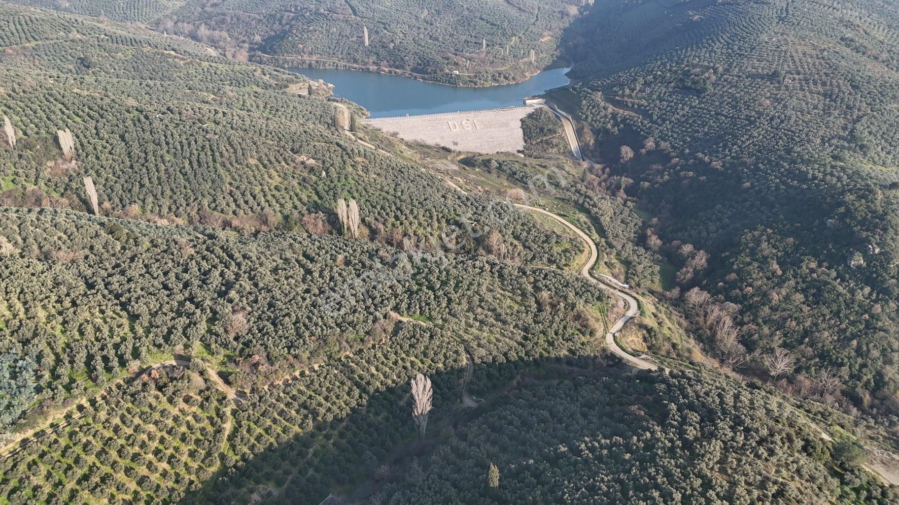 Kumla Konak Emlak”tan Satılık Gölet Manzaralı Zeytinlik - Görsel 12