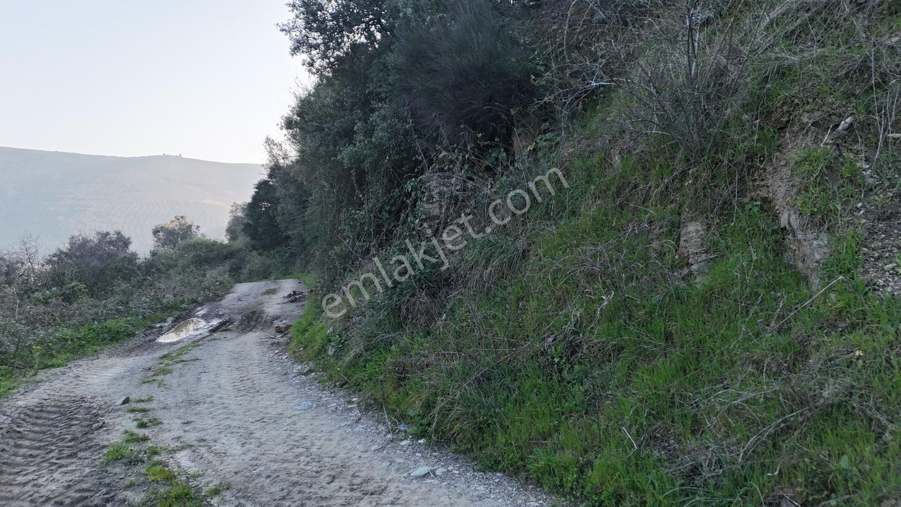 Kumla Konak Emlak”tan Satılık Gölet Manzaralı Zeytinlik - Görsel 26