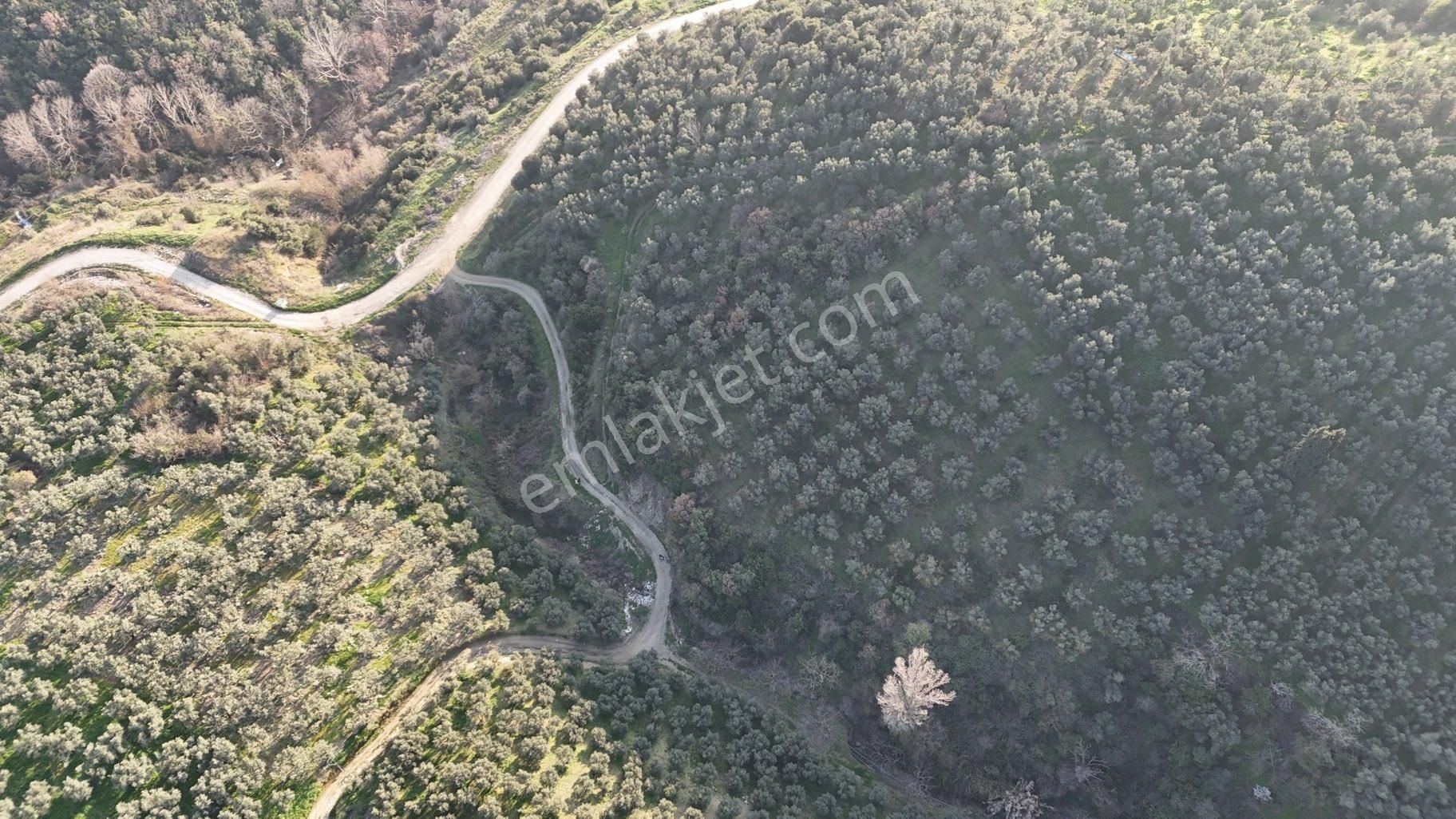 Kumla Konak Emlak”tan Satılık Gölet Manzaralı Zeytinlik - Görsel 8