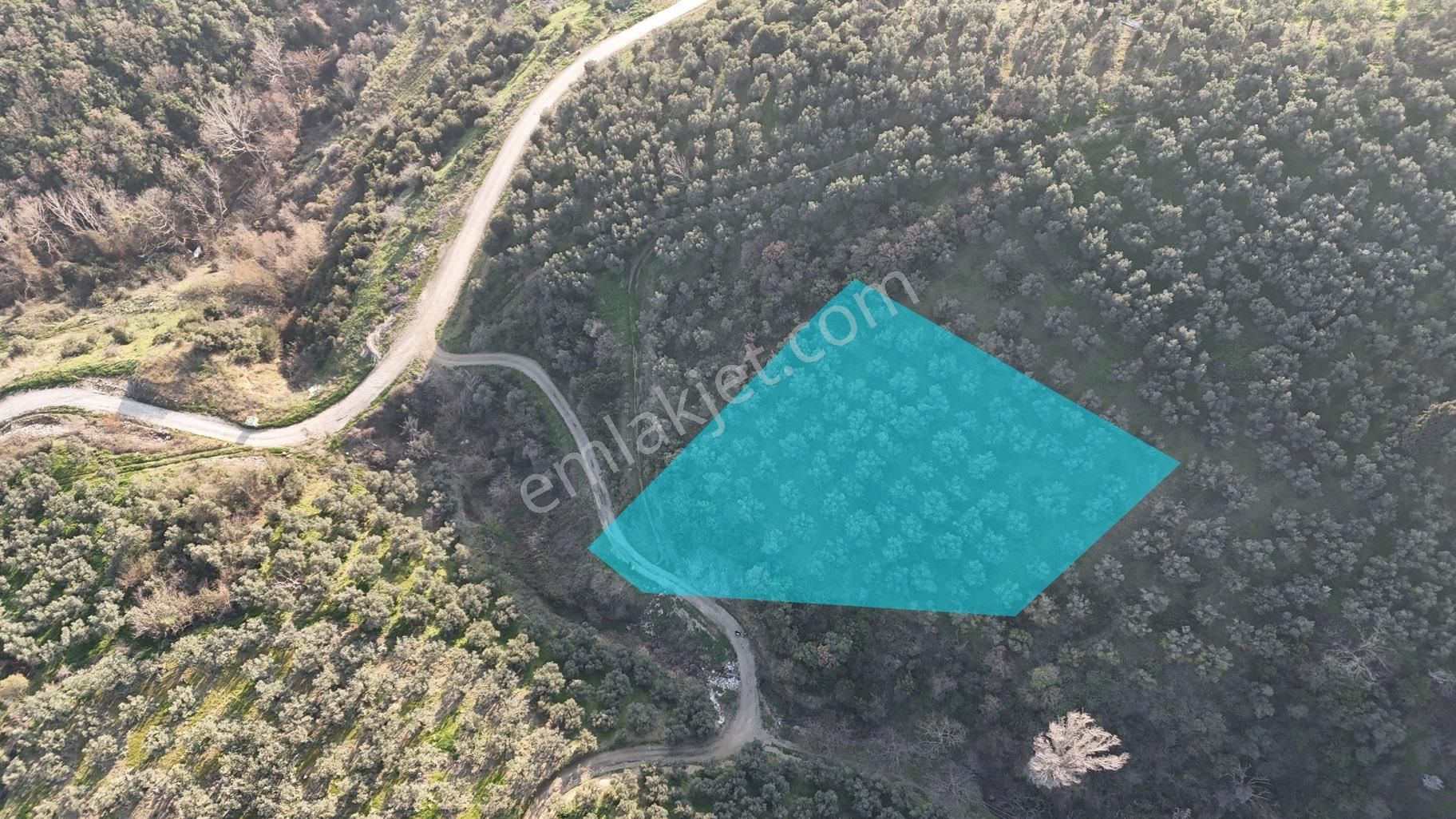 Kumla Konak Emlak”tan Satılık Gölet Manzaralı Zeytinlik - Görsel 3
