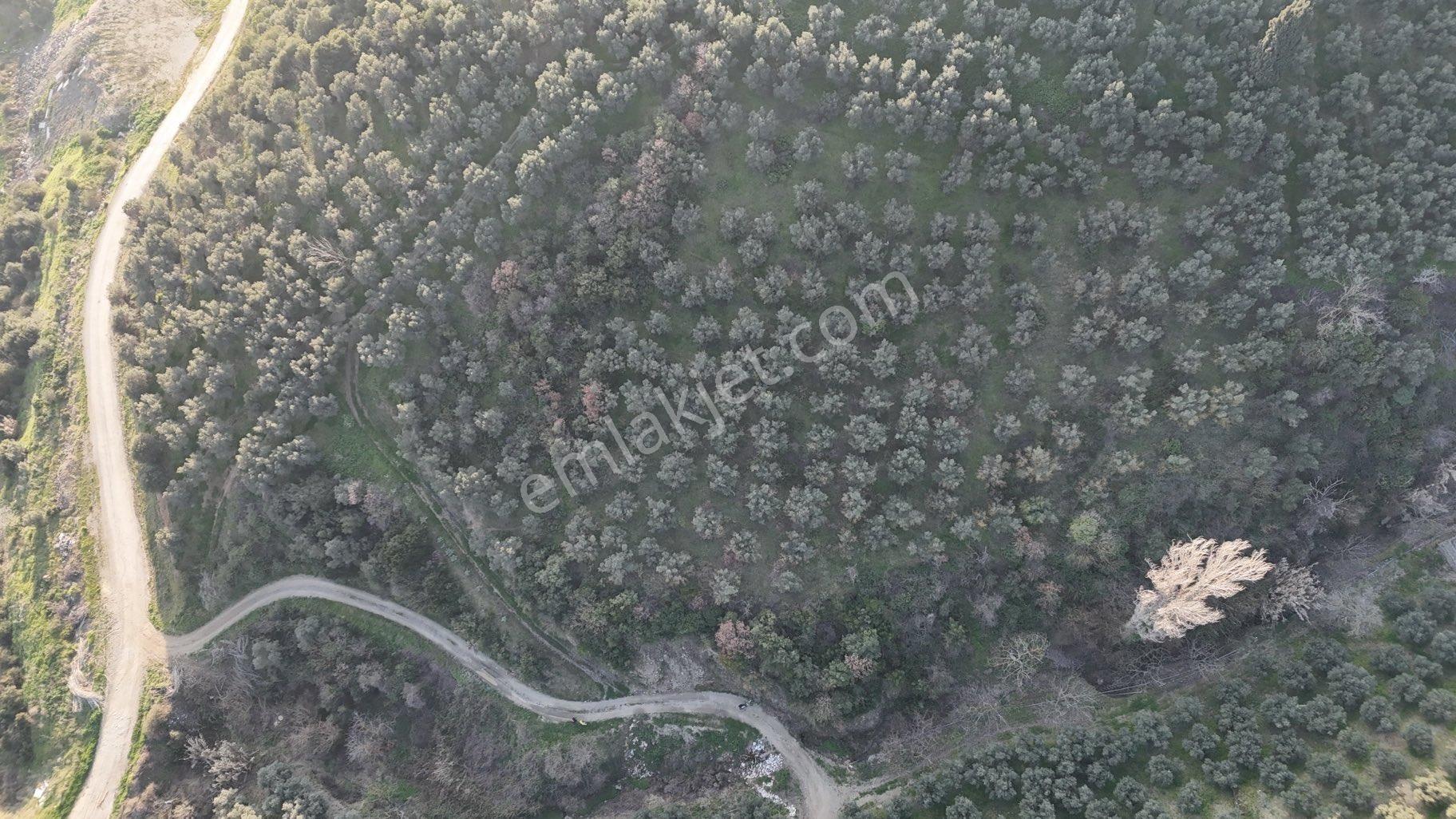 Kumla Konak Emlak”tan Satılık Gölet Manzaralı Zeytinlik - Görsel 6