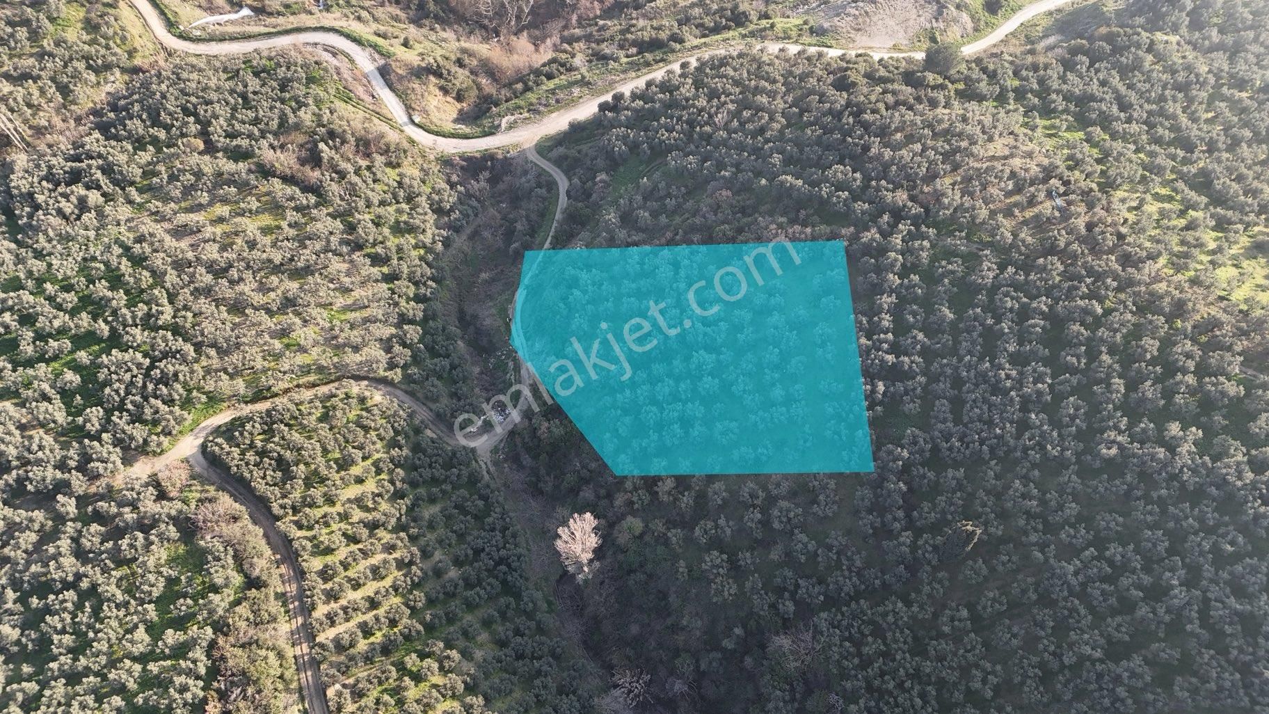 Kumla Konak Emlak”tan Satılık Gölet Manzaralı Zeytinlik - Görsel 9