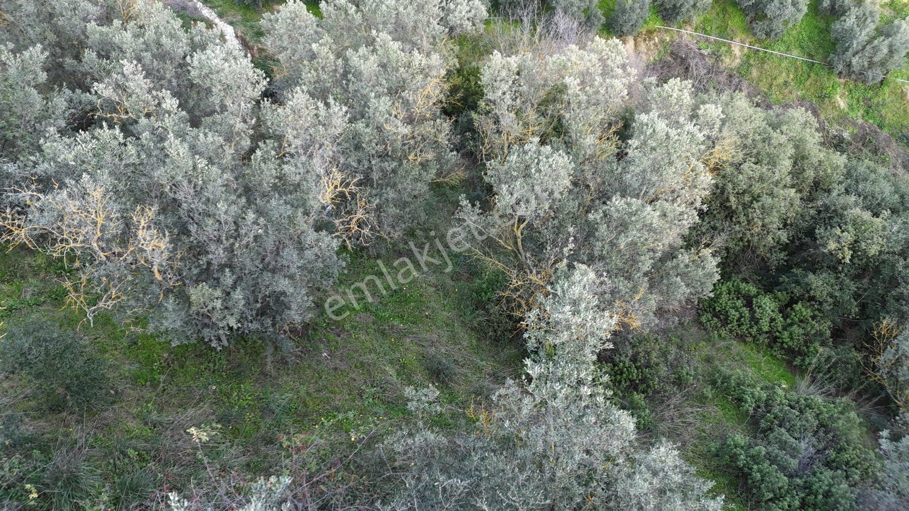 Kumla Konak Emlak”tan Satılık Gölet Manzaralı Zeytinlik - Görsel 19