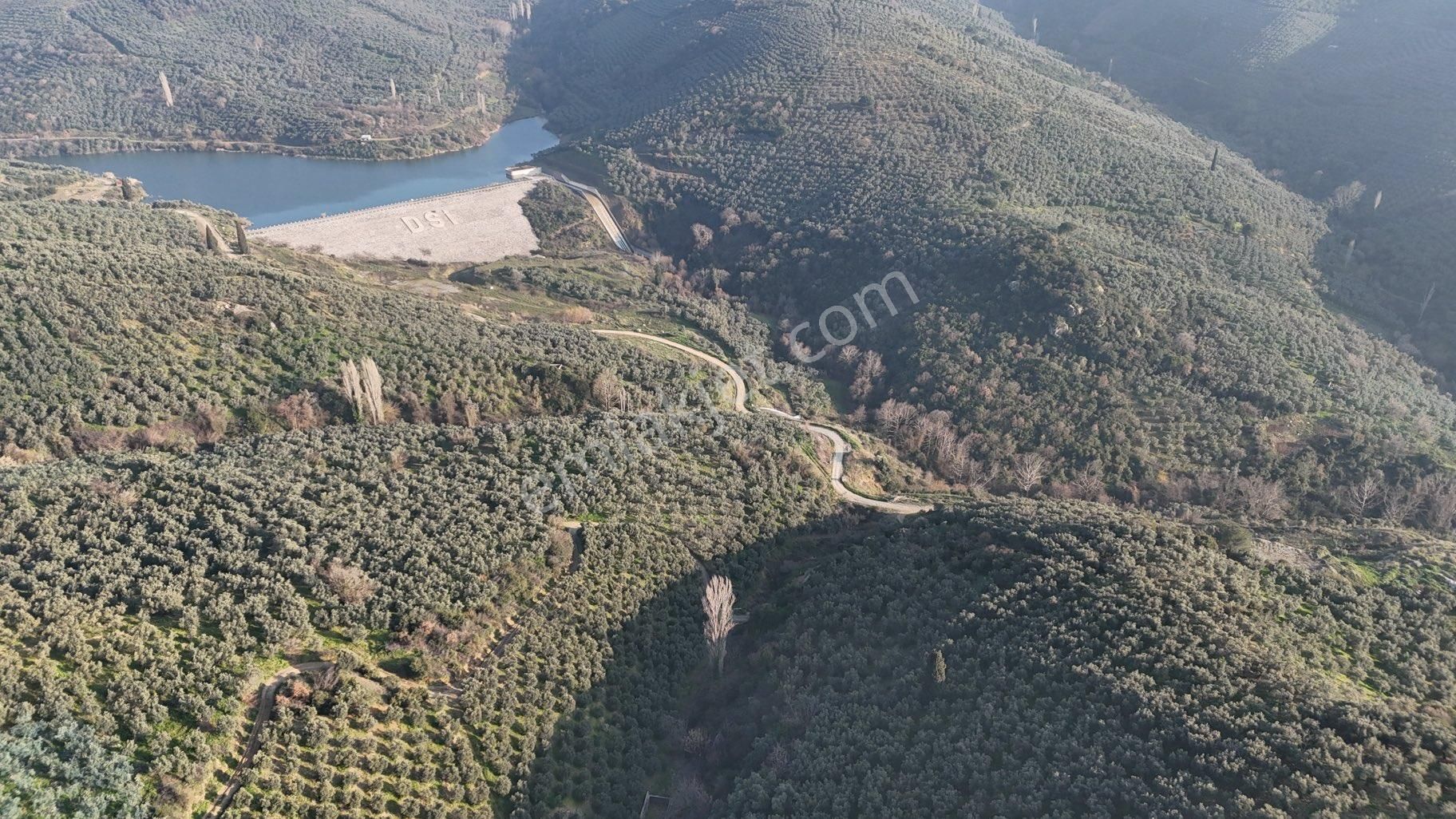 Kumla Konak Emlak”tan Satılık Gölet Manzaralı Zeytinlik - Görsel 15