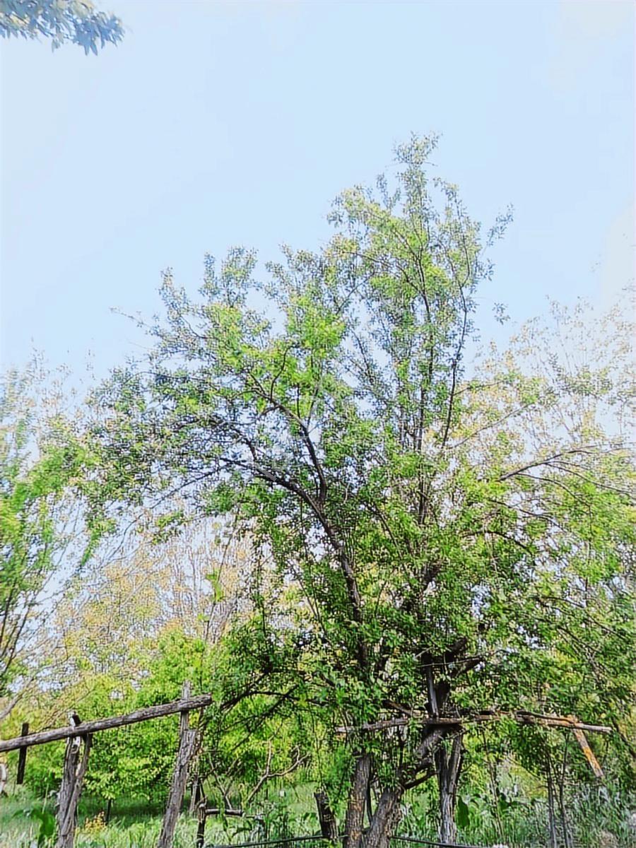 Küçük Bütçeyle Burdur Kemer Kayı Köyünde 913m2 İçinde Müstakil - Görsel 12