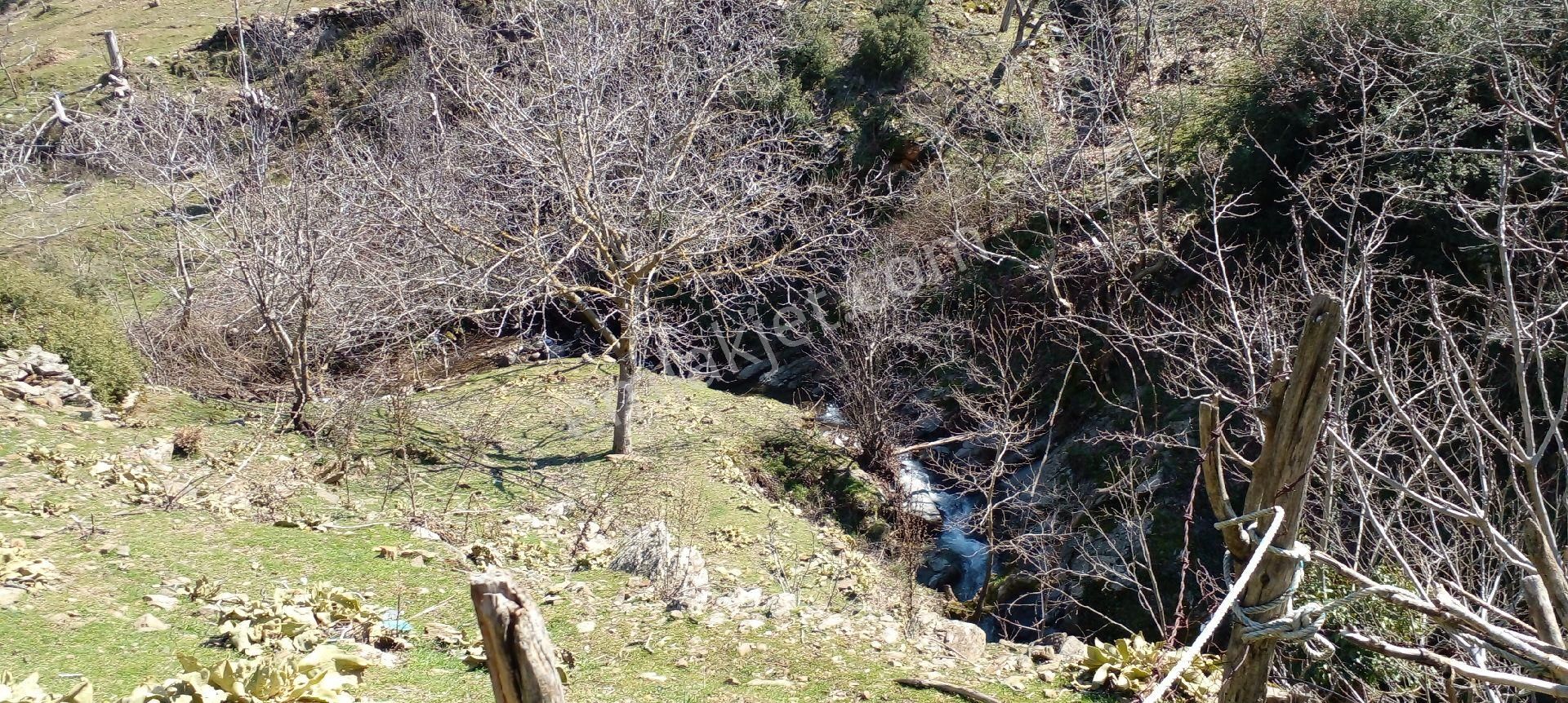 Tire Yamandere Köyü Satılık Kargir Ev Ve Ceviz Bahçesi - Görsel 7
