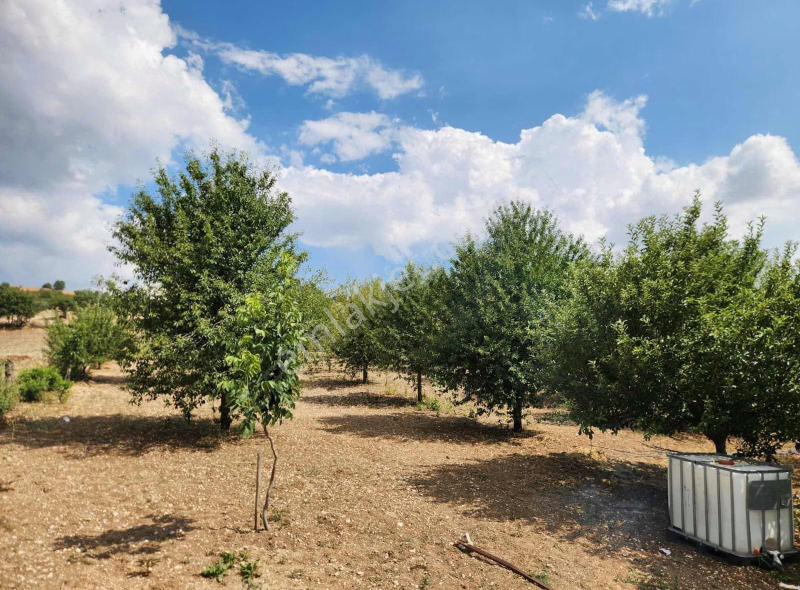 Afyon Yeşilhisarda 15 Yaşında 100adet Ceviz Bagevi Olan Tarla - Görsel 5