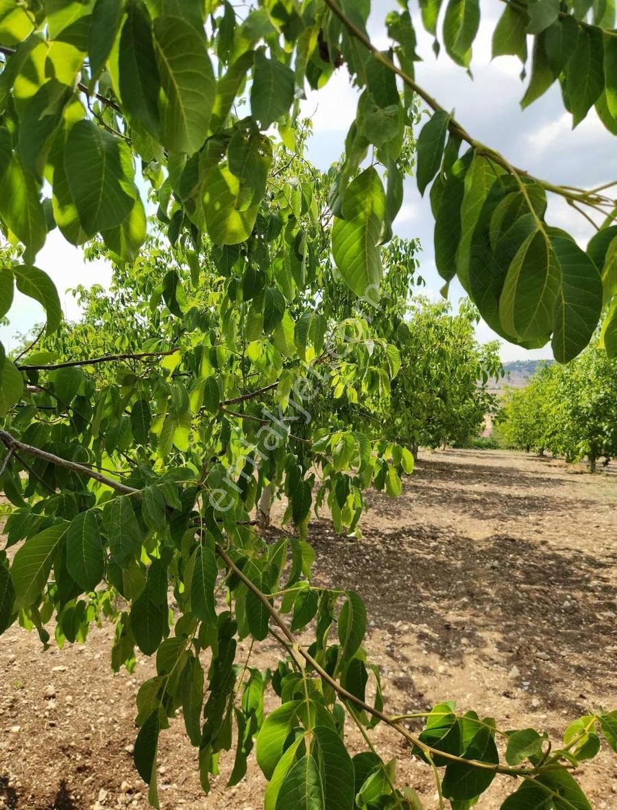 Afyon Yeşilhisarda 15 Yaşında 100adet Ceviz Bagevi Olan Tarla - Görsel 20
