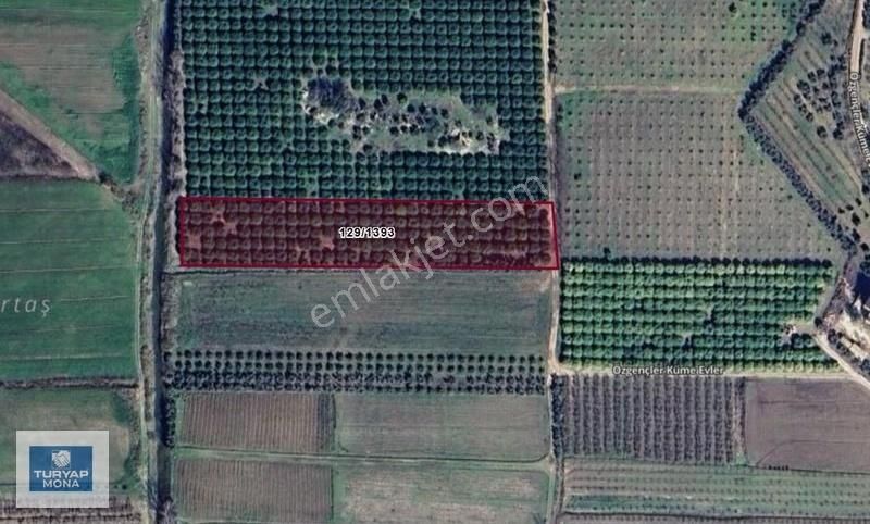 Serik Karadayı Satılık Verimli Portakal Bahçesi - Görsel 3