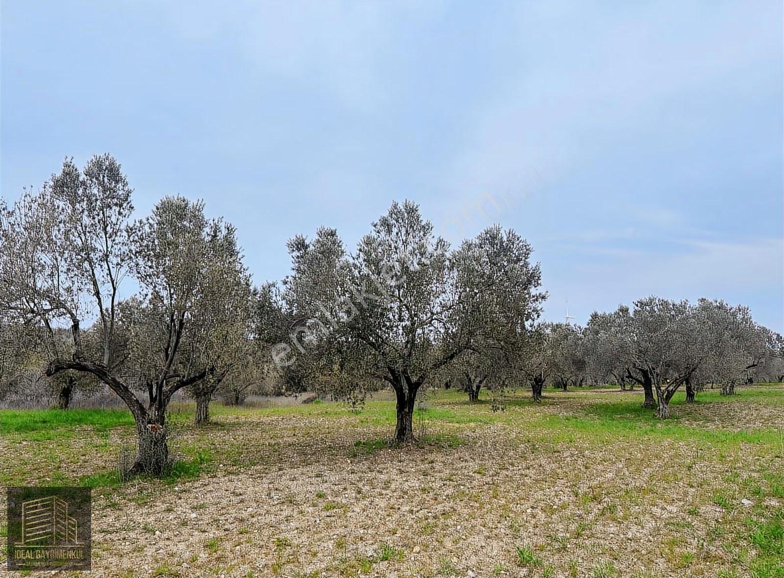 Ezine Üvecikte Yatırımlık & Bakımlı 8.222 M2 Yetişkin Zeytinlik - Görsel 3