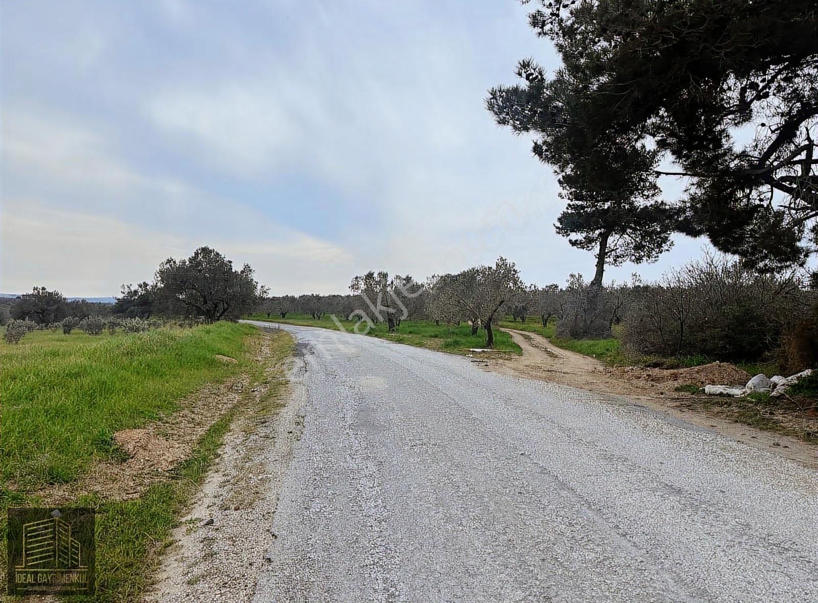 Ezine Üvecikte Yatırımlık & Bakımlı 8.222 M2 Yetişkin Zeytinlik - Görsel 6