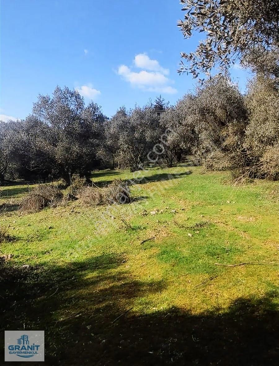 İzmir Kemalpaşa'da Satılık 20.318 M² Zeytinlik - Müstakil Tapulu - Görsel 17