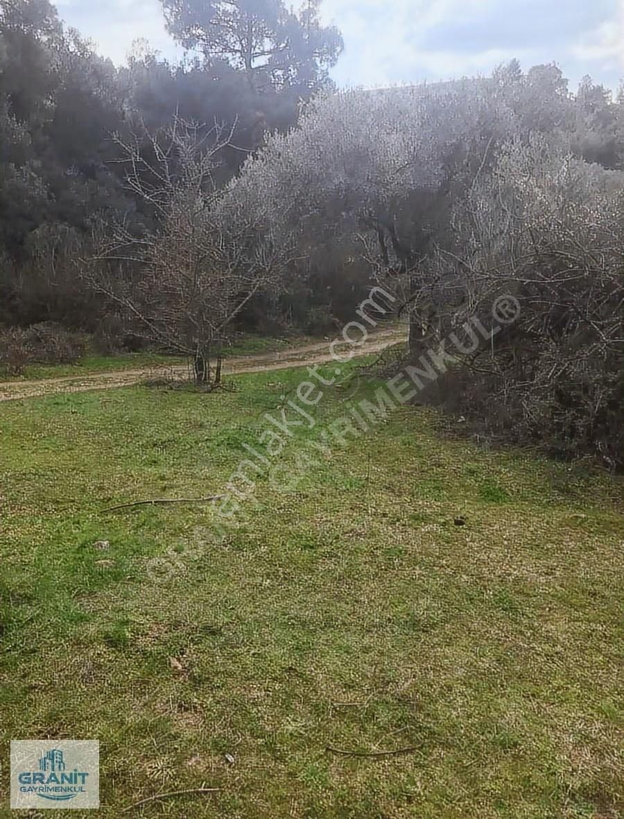 İzmir Kemalpaşa'da Satılık 20.318 M² Zeytinlik - Müstakil Tapulu - Görsel 25