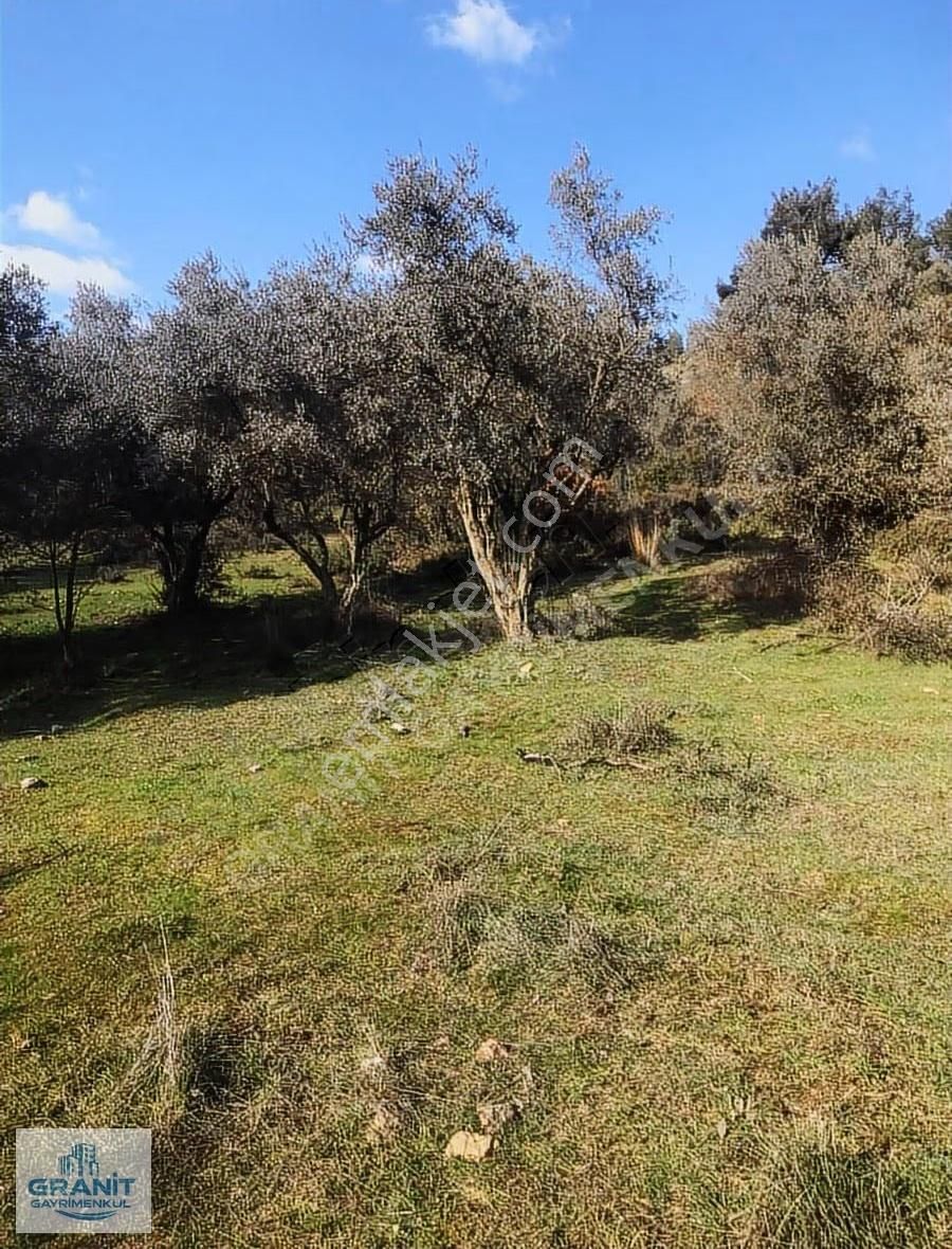 İzmir Kemalpaşa'da Satılık 20.318 M² Zeytinlik - Müstakil Tapulu - Görsel 3