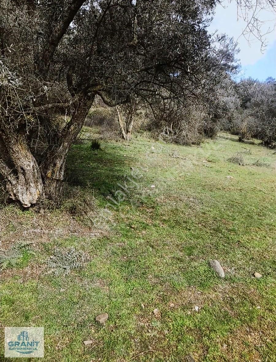 İzmir Kemalpaşa'da Satılık 20.318 M² Zeytinlik - Müstakil Tapulu - Görsel 5