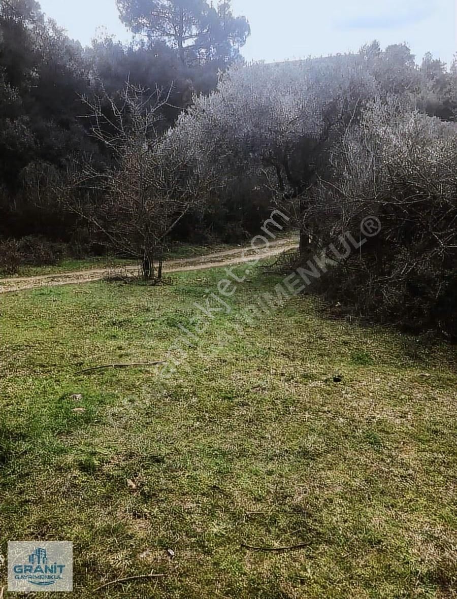 İzmir Kemalpaşa'da Satılık 20.318 M² Zeytinlik - Müstakil Tapulu - Görsel 12