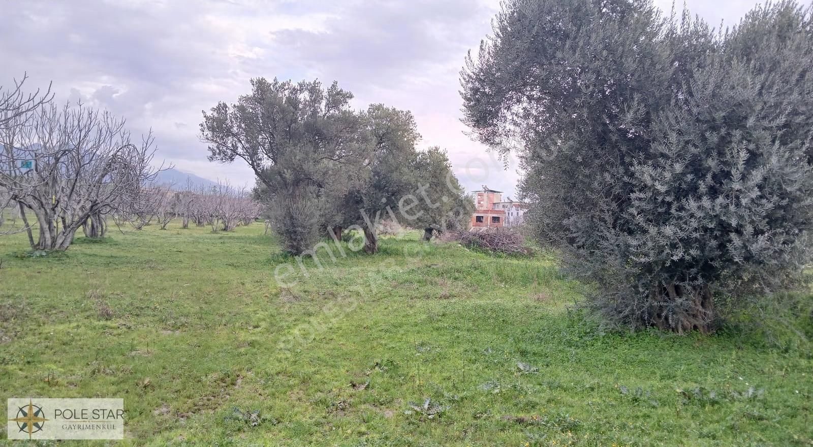 Germencik-hıdırbeyli'de 5.164 M² İmar Uygulama Bölgesinde Bahçe - Görsel 6