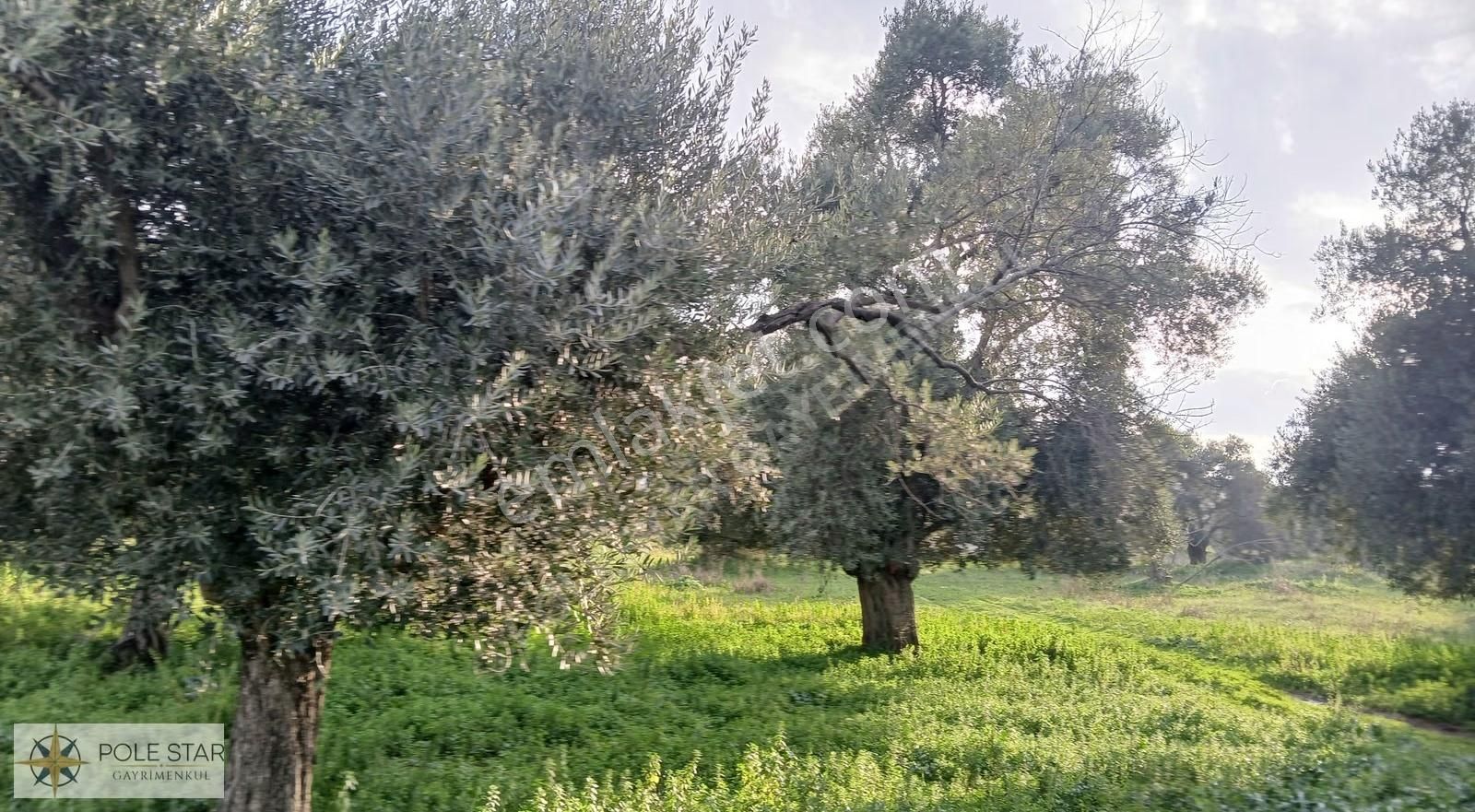 Germencik-hıdırbeyli'de 5.164 M² İmar Uygulama Bölgesinde Bahçe - Görsel 17