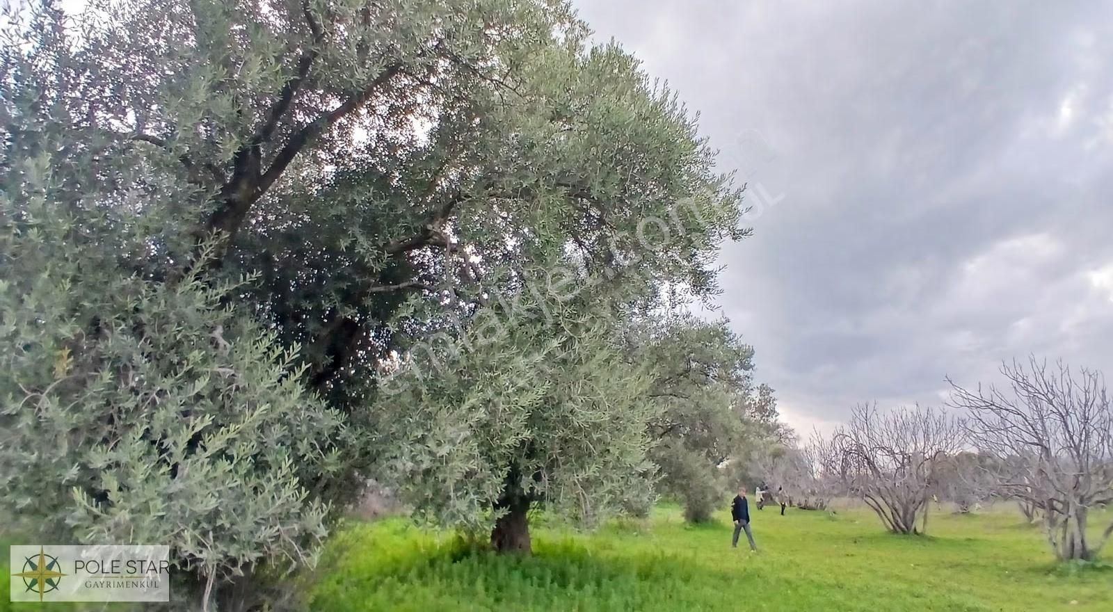 Germencik-hıdırbeyli'de 5.164 M² İmar Uygulama Bölgesinde Bahçe - Görsel 14