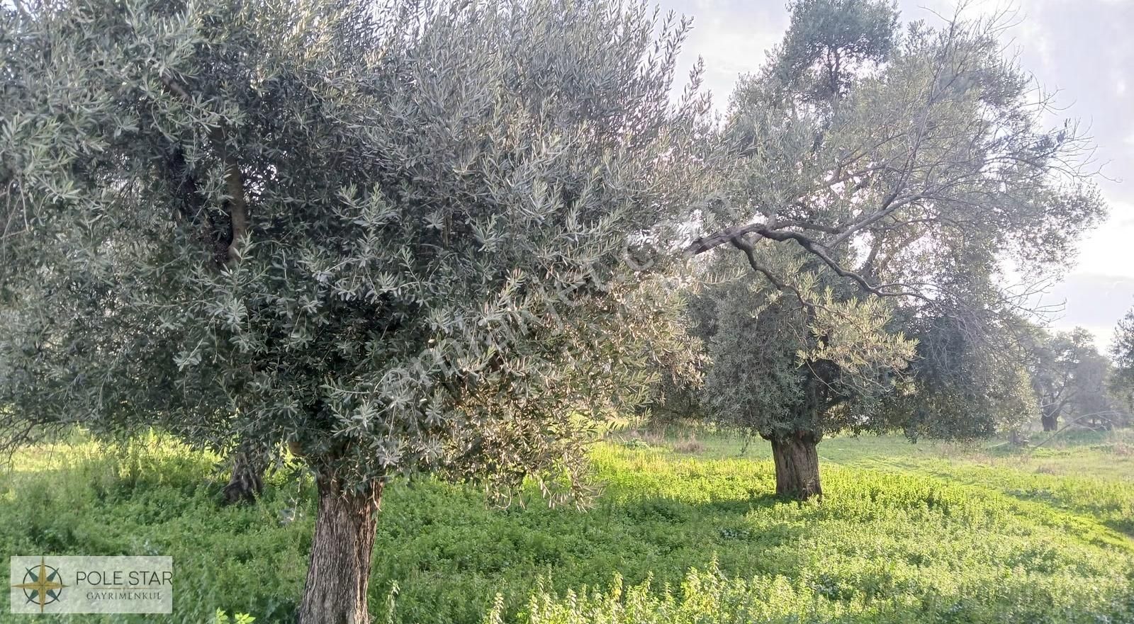 Germencik-hıdırbeyli'de 5.164 M² İmar Uygulama Bölgesinde Bahçe - Görsel 13