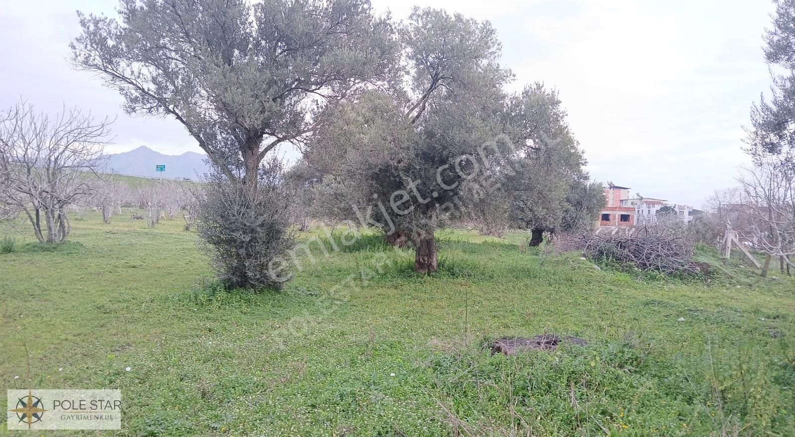 Germencik-hıdırbeyli'de 5.164 M² İmar Uygulama Bölgesinde Bahçe - Görsel 11