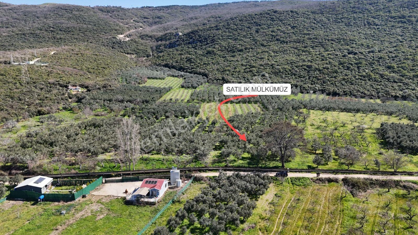 Nilüfer Fadıllı'da Göl Manzaralı, 4000m² Bahçe - Görsel 4