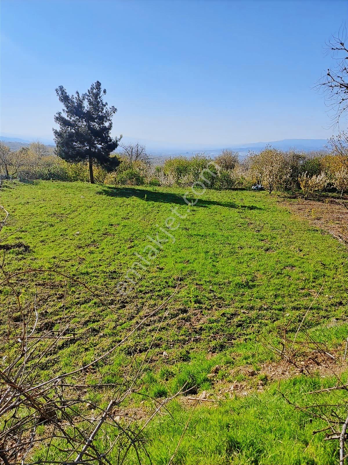 Net Premiumdan Honazda Doğayla İç İçe 2407m2 İmarlı Arsa - Görsel 4