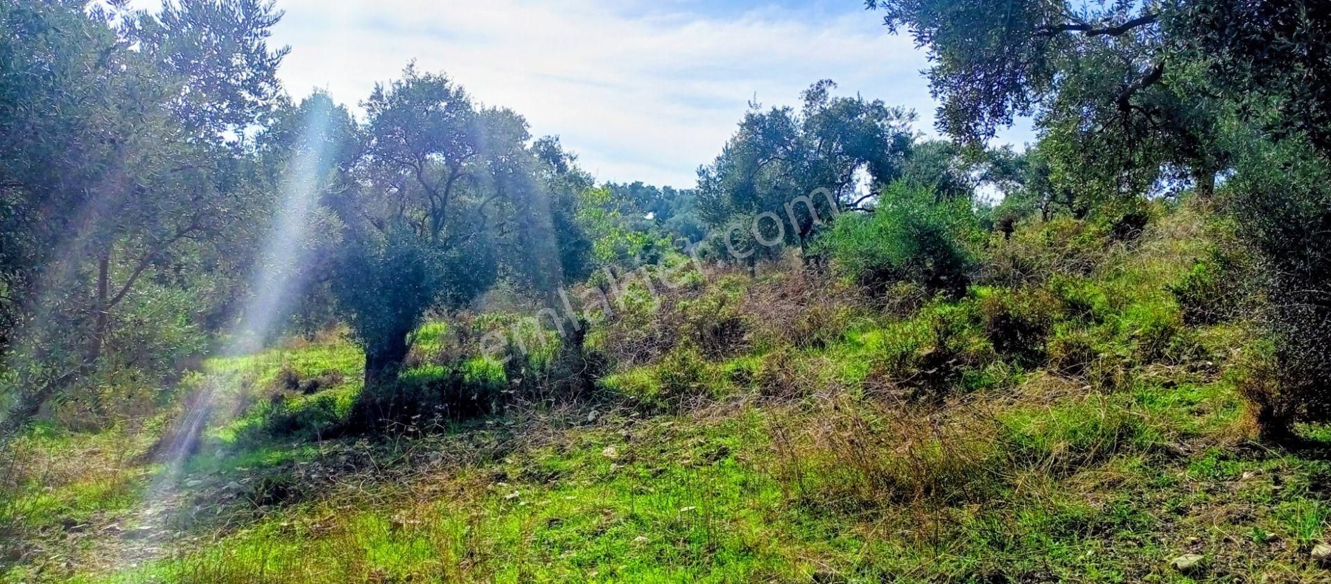 Selçuk Havutçulu'da Yatrım İçin Uygun 2050m2 Zeytinliğimiz Satılıktır - Görsel 14