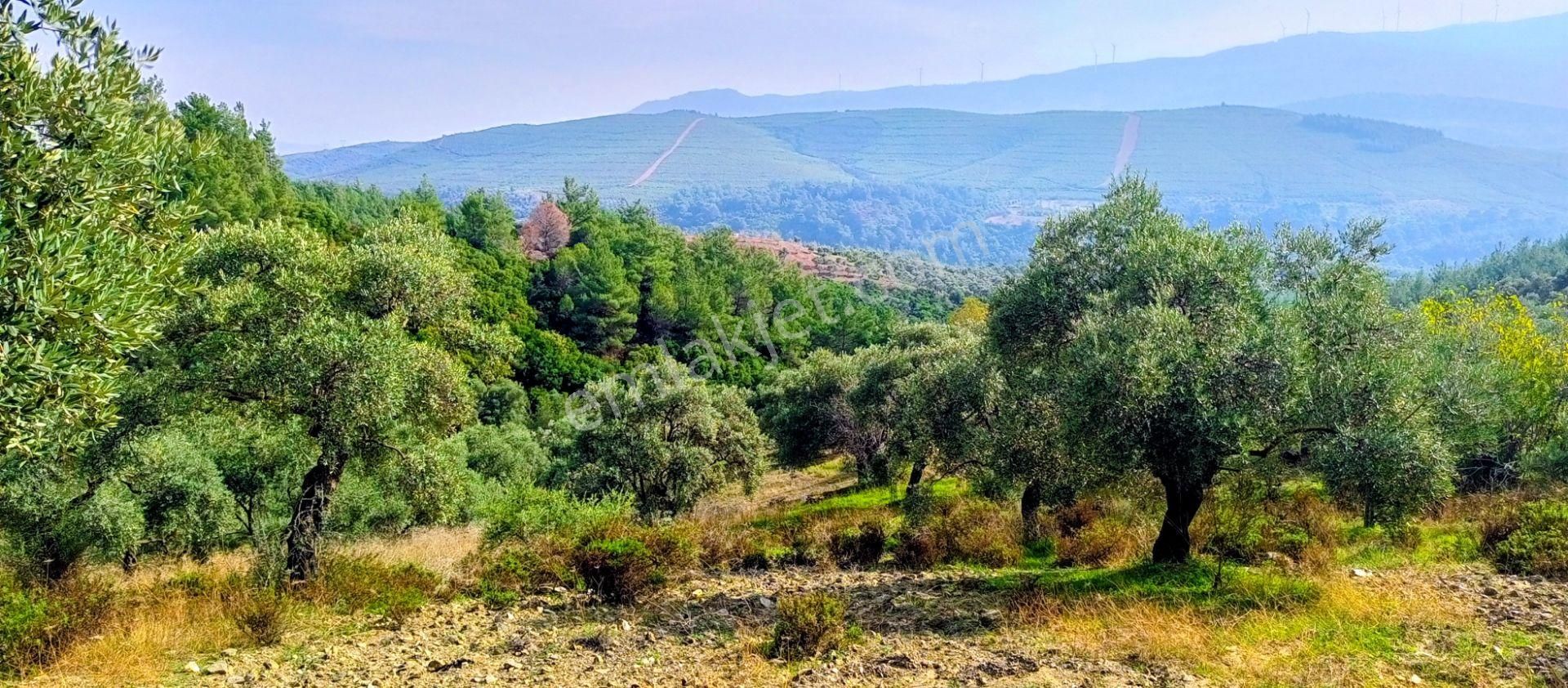 Selçuk Havutçulu'da Yatrım İçin Uygun 2050m2 Zeytinliğimiz Satılıktır - Görsel 12