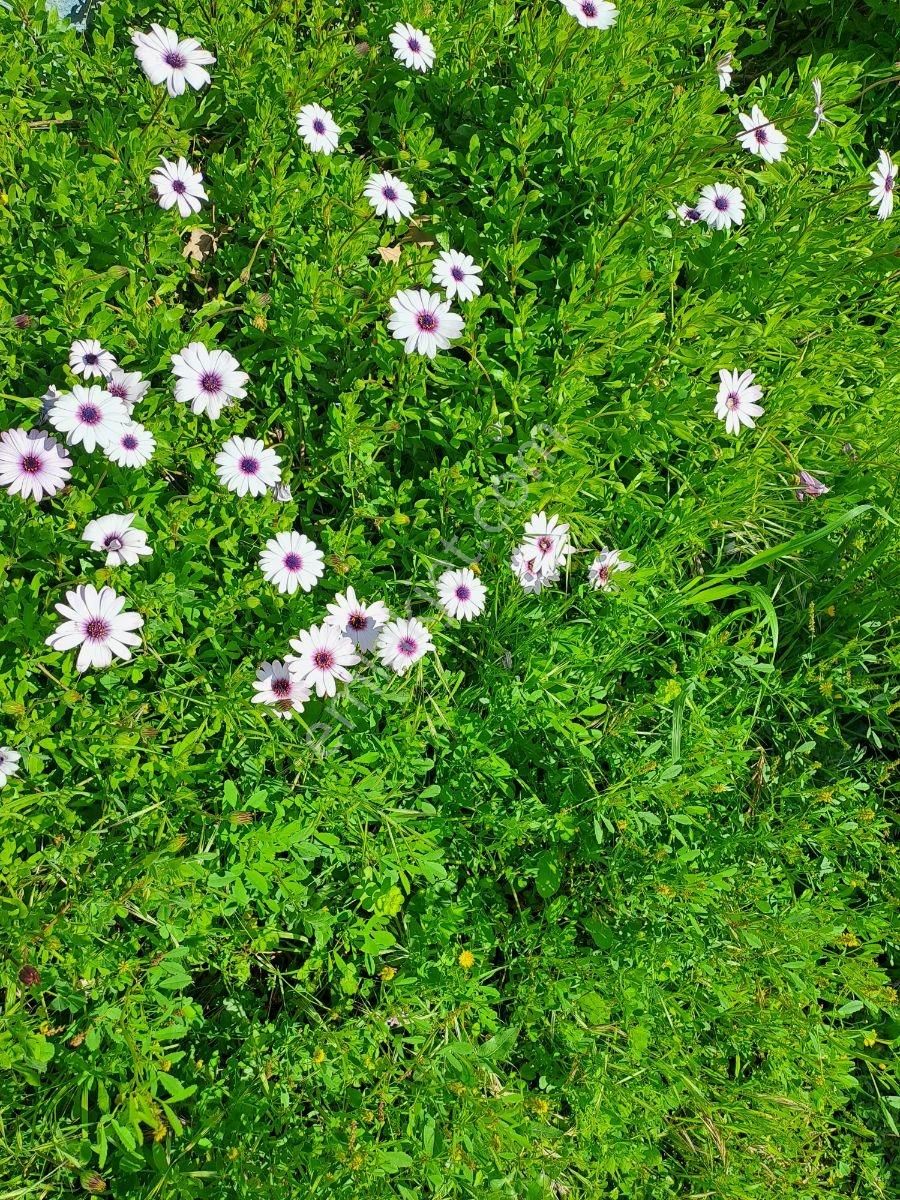 Gümüldür Merkezde Satılık Mandalina Bahçesi - Görsel 3