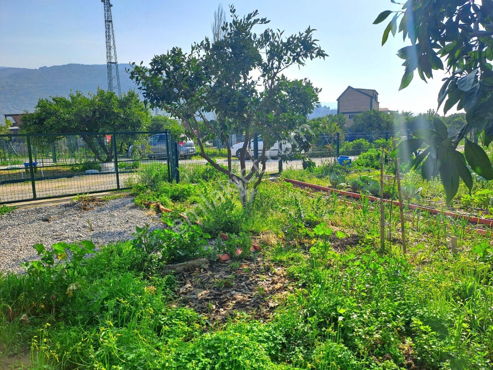 Gümüldür Merkezde Satılık Mandalina Bahçesi