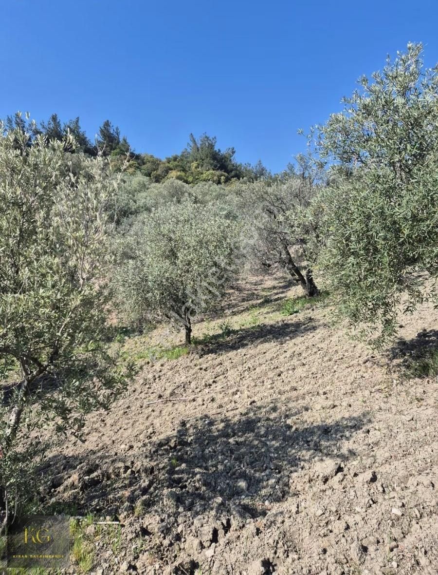 Manisa Saruhanlı Büyükbelende Satılık 19600 Metre Kare Zeytinlik - Görsel 4