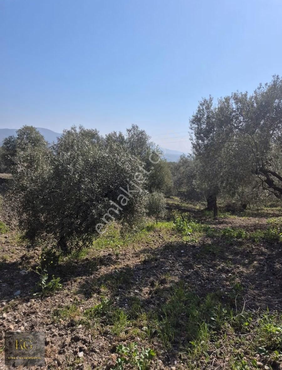Manisa Saruhanlı Büyükbelende Satılık 19600 Metre Kare Zeytinlik - Görsel 11