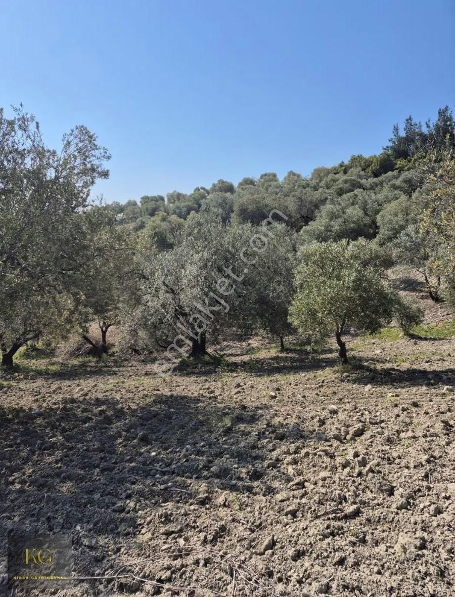 Manisa Saruhanlı Büyükbelende Satılık 19600 Metre Kare Zeytinlik - Görsel 5