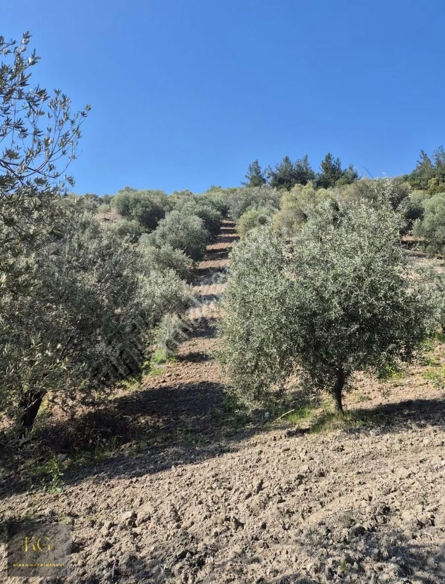Manisa Saruhanlı Büyükbelende Satılık 19600 Metre Kare Zeytinlik - Görsel 10