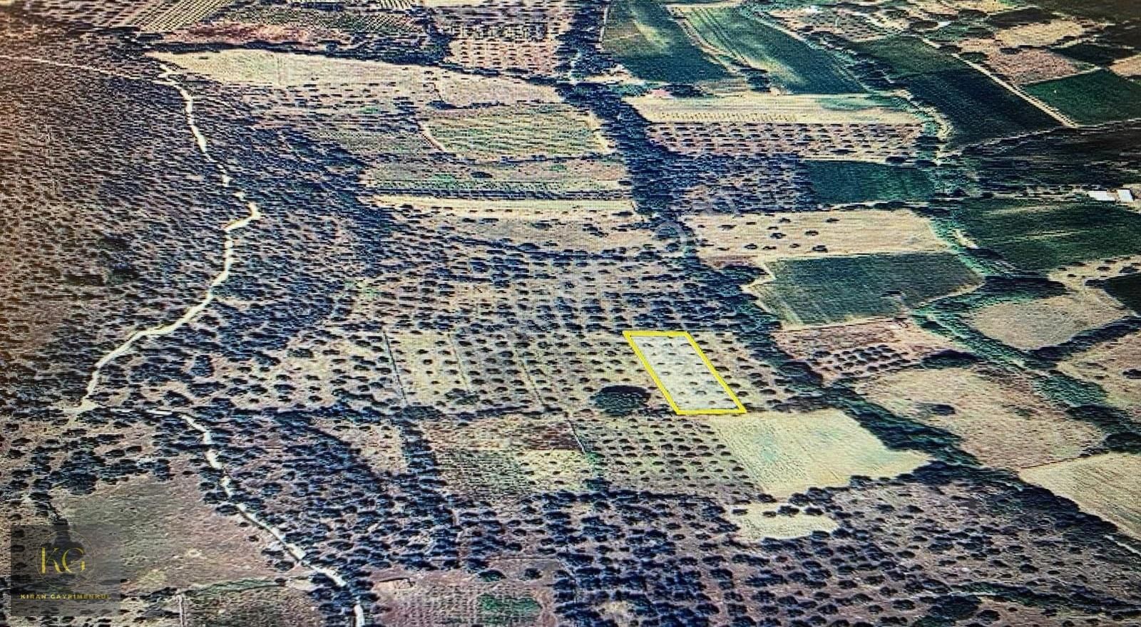 Muğla Milas Eğriderede 1550 M² Tek Tapu Zeytinlik Tarla - Görsel 3