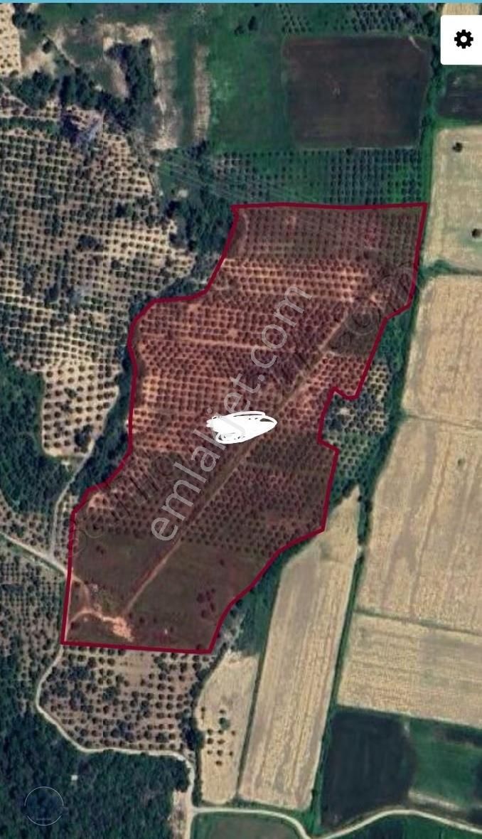 Yılmaz Emlaktan Hocalarda. Zeytin Bahcesi Mustakil Tapu