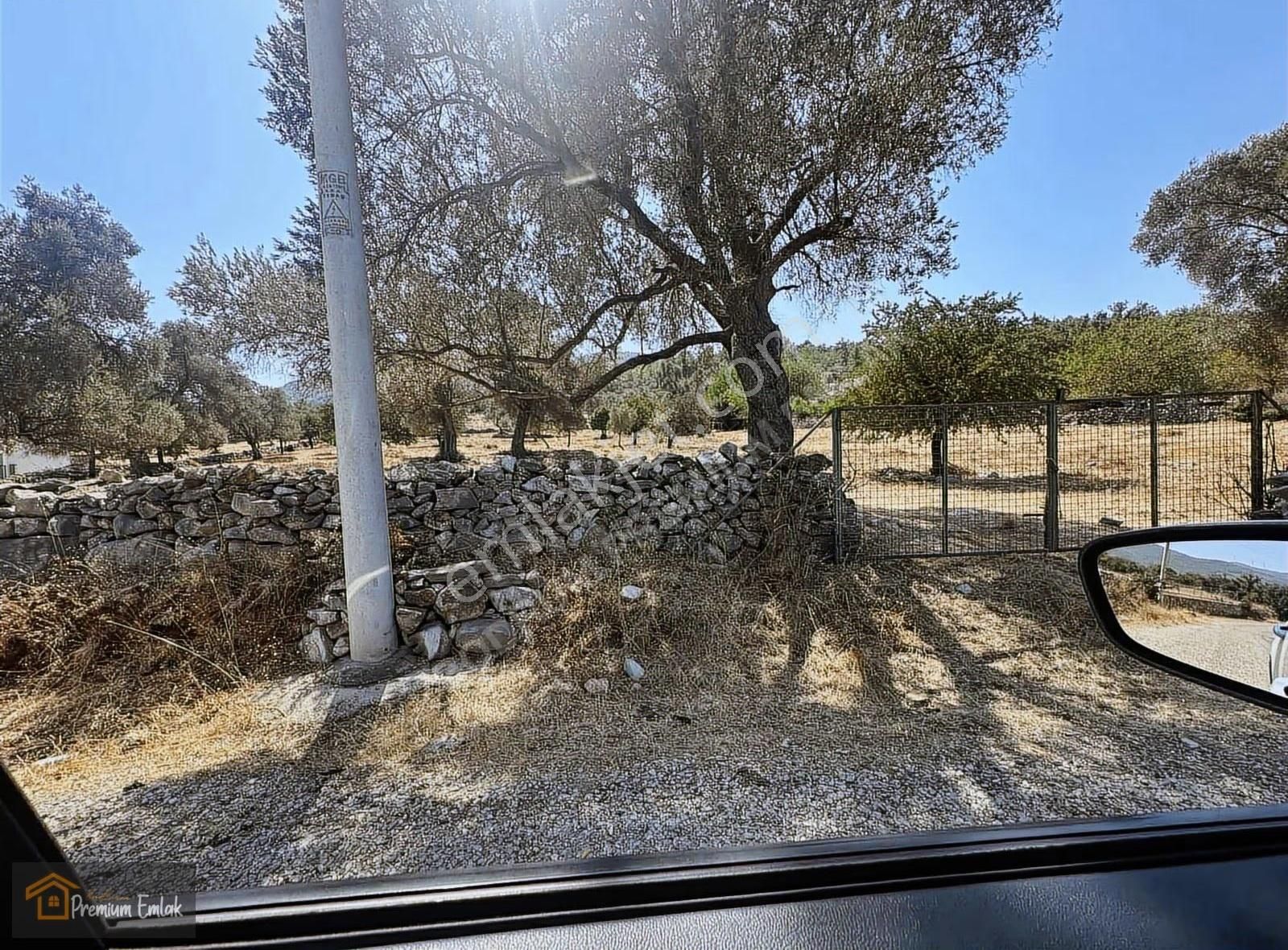 Bodrum/pınarlıbelen İnişdibi Yola Cephe Zeytinli Tarla. - Görsel 2