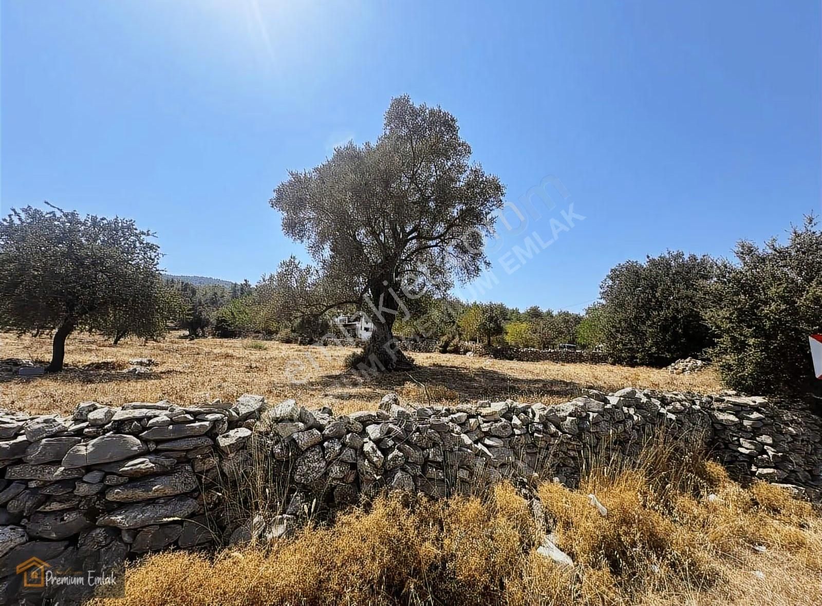 Bodrum/pınarlıbelen İnişdibi Yola Cephe Zeytinli Tarla. - Görsel 14