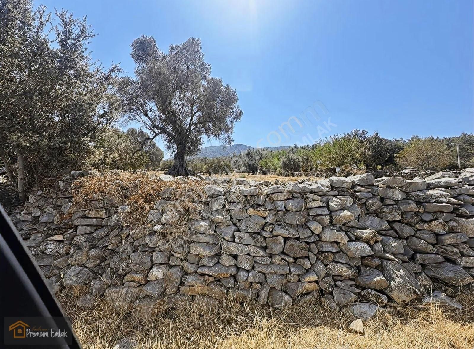 Bodrum/pınarlıbelen İnişdibi Yola Cephe Zeytinli Tarla. - Görsel 5