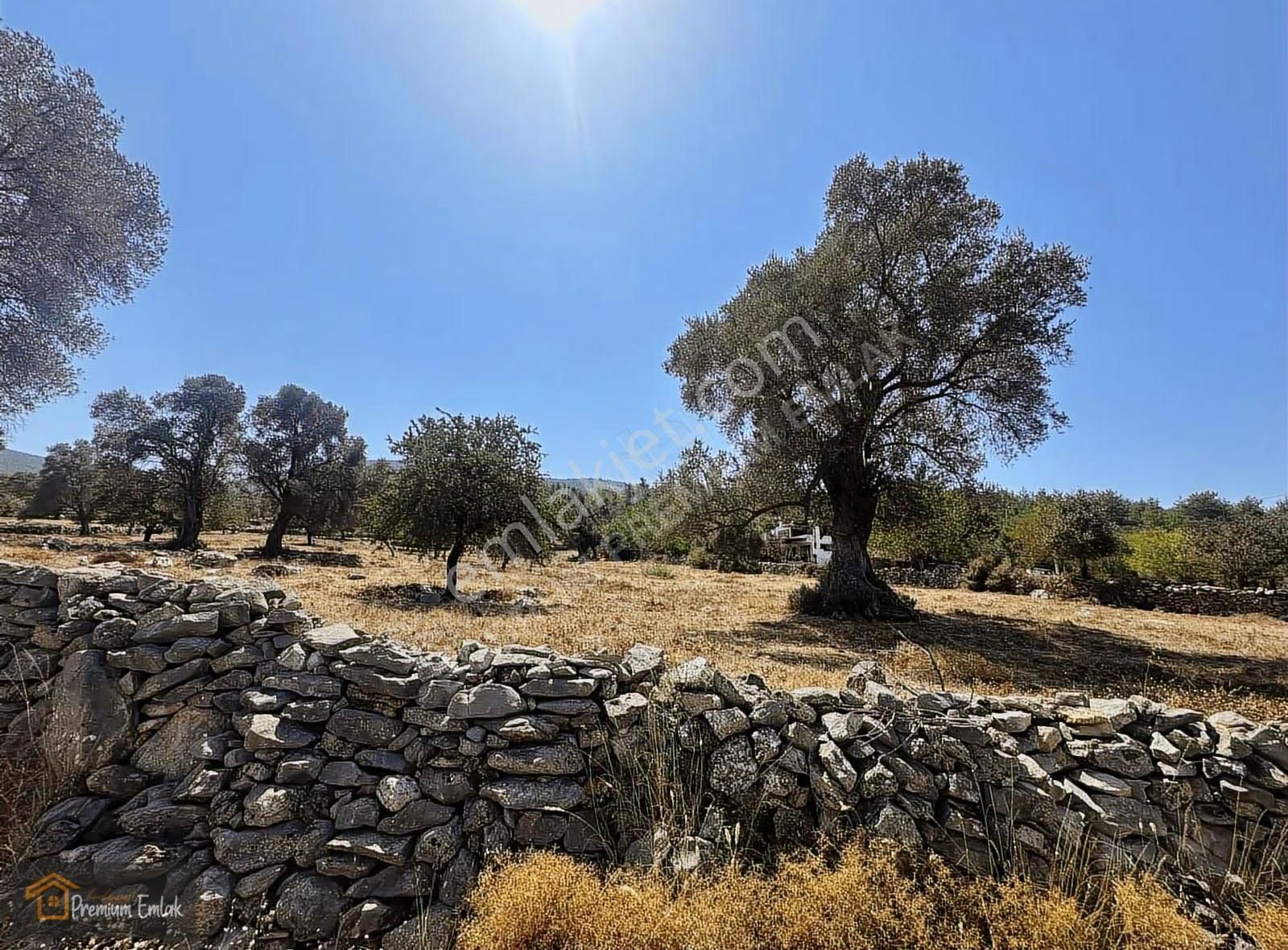 Bodrum/pınarlıbelen İnişdibi Yola Cephe Zeytinli Tarla. - Görsel 4