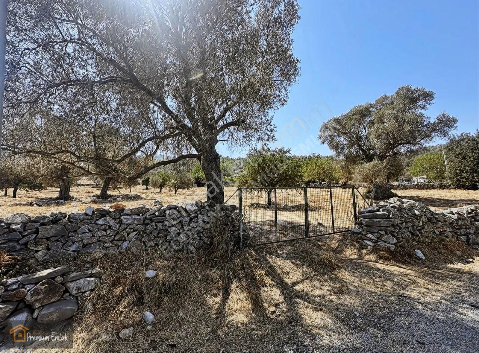 Bodrum/pınarlıbelen İnişdibi Yola Cephe Zeytinli Tarla. - Görsel 10