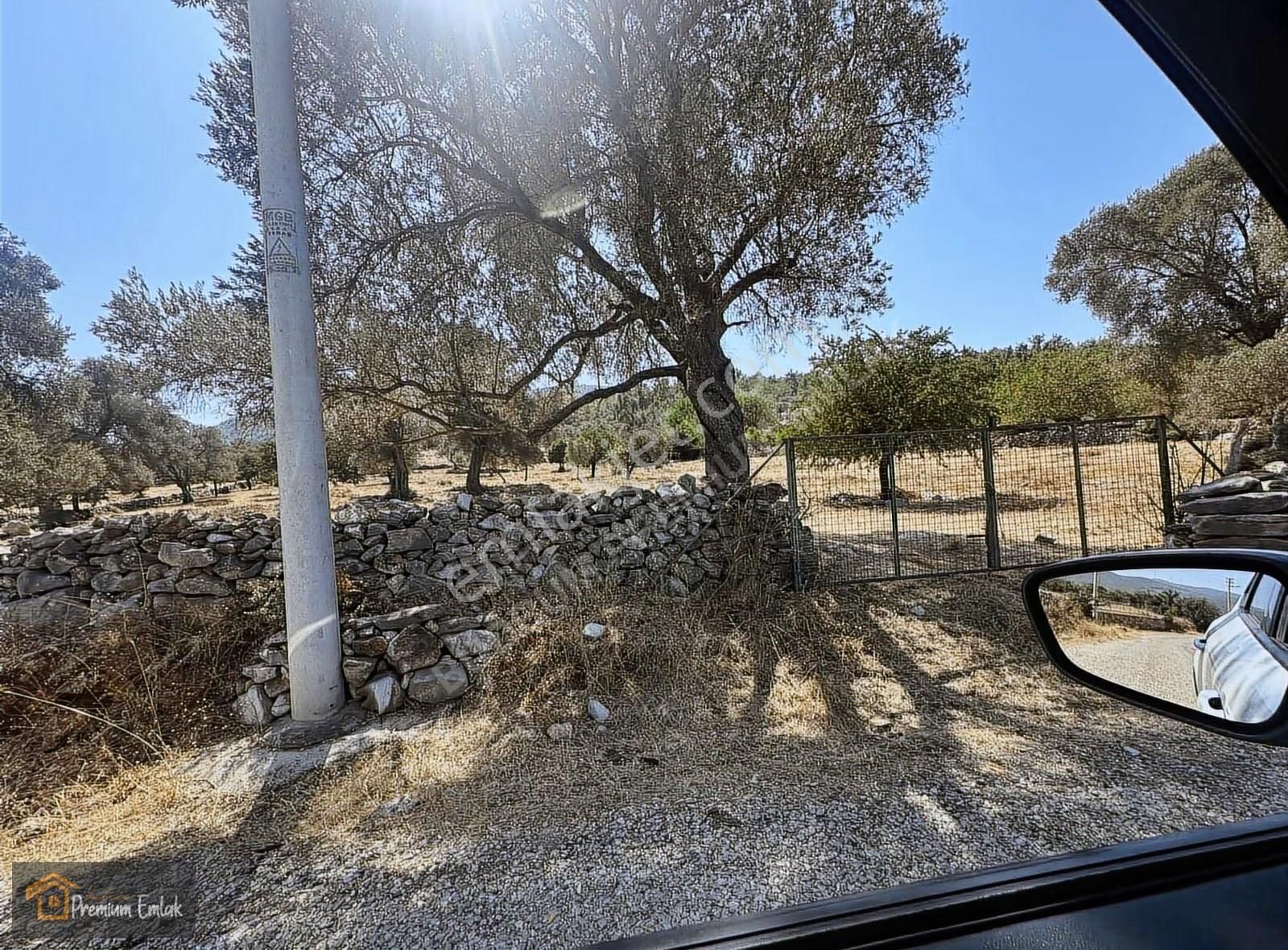 Bodrum/pınarlıbelen İnişdibi Yola Cephe Zeytinli Tarla. - Görsel 13