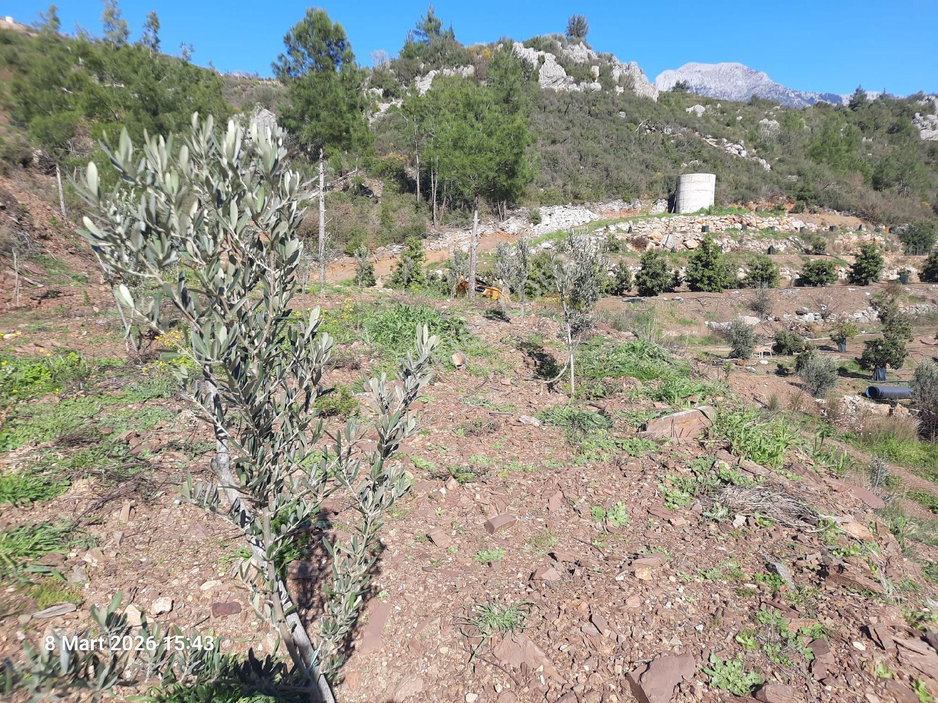 2825 M² İçinde Zeytin Ve Portakal Fidanları Olan Yer - Görsel 5