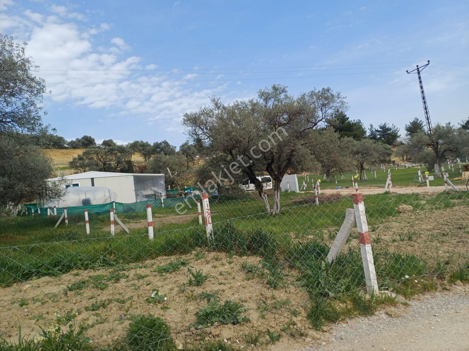 İzmir Kemalpaşa Vişnelide Satılık Tarla Hobi Bahçesi 224 M2 Anayola Sıfır Çift Cepheli - Görsel 3