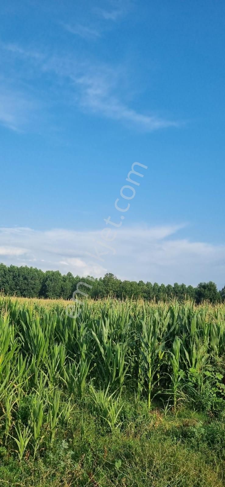 Sakarya Erenler Küçünesence'de 4500 M2 Resmi Yollu Yatırımlık - Görsel 5