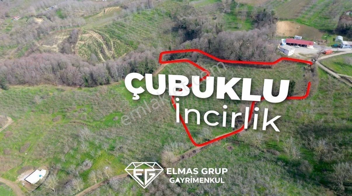 Serdivan Çubuklu'da 8.431 M² Satılık Fındık Bahçesi