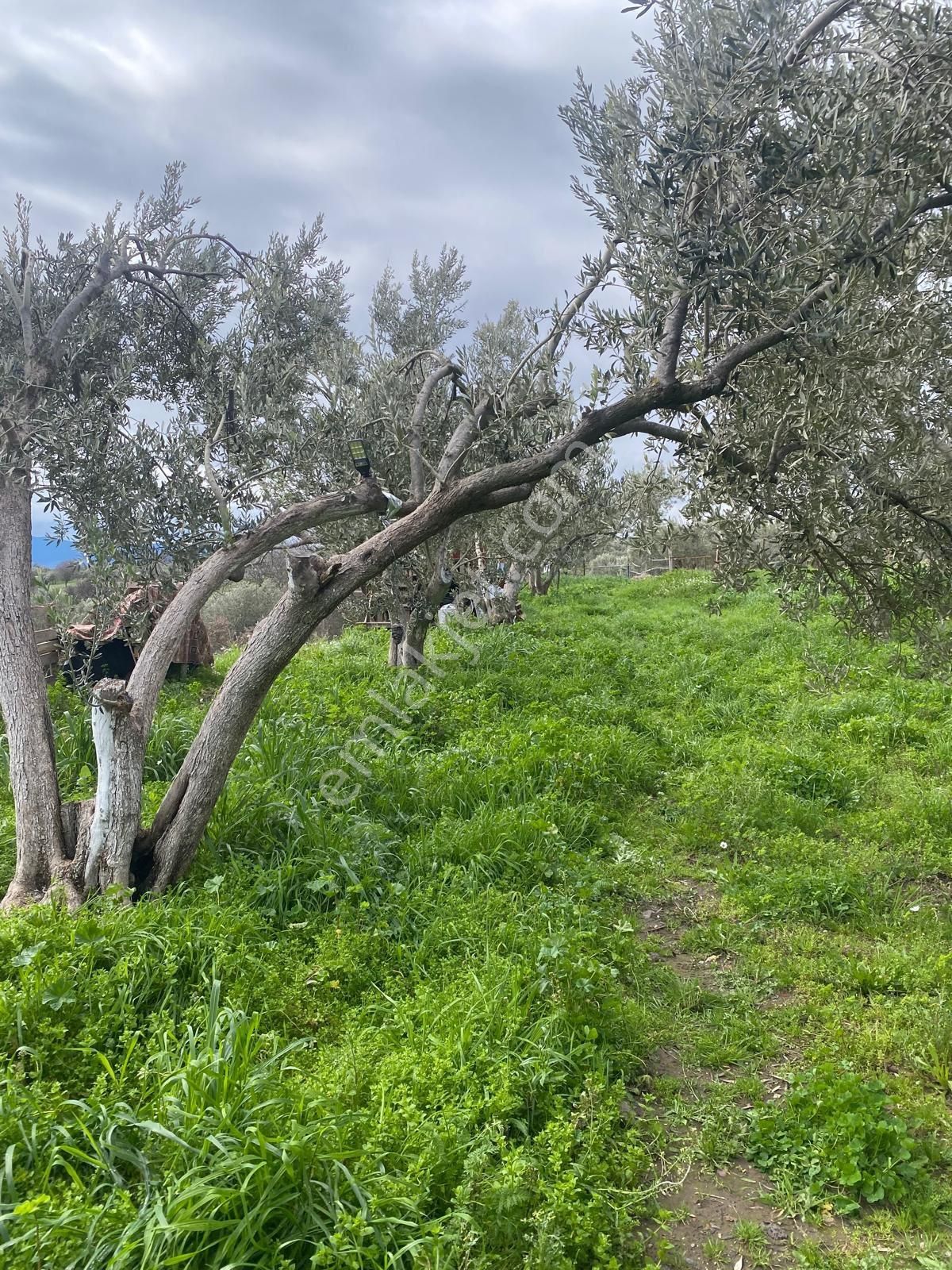 Bergama Sarıcalarda'da Yaşama Hazır Zeytinlik! 1658 M² Konteyner Evli,elektrik-su-traktör+atv - Görsel 17