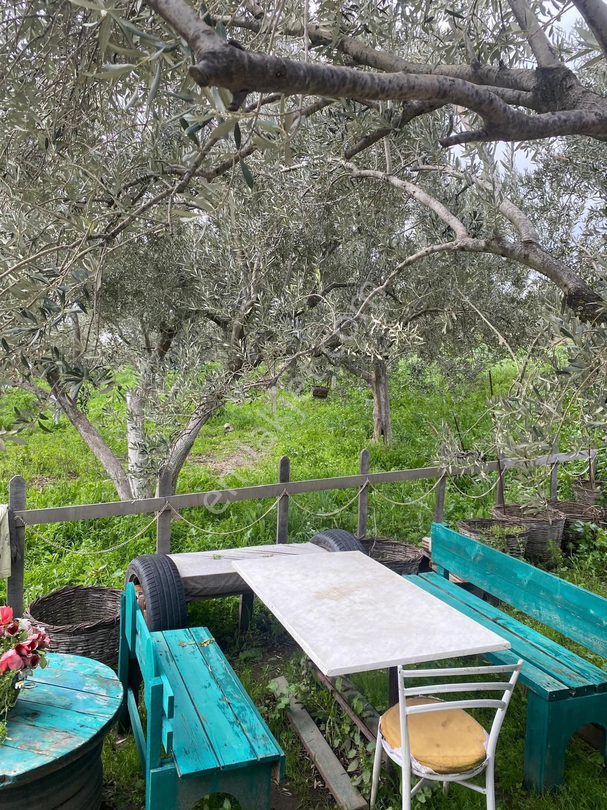 Bergama Sarıcalarda'da Yaşama Hazır Zeytinlik! 1658 M² Konteyner Evli,elektrik-su-traktör+atv - Görsel 14